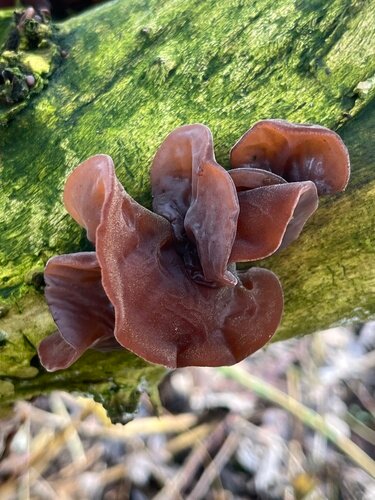 Ekologiški Ausiagrybio (Auricularia auricula-judae) grybų milteliai