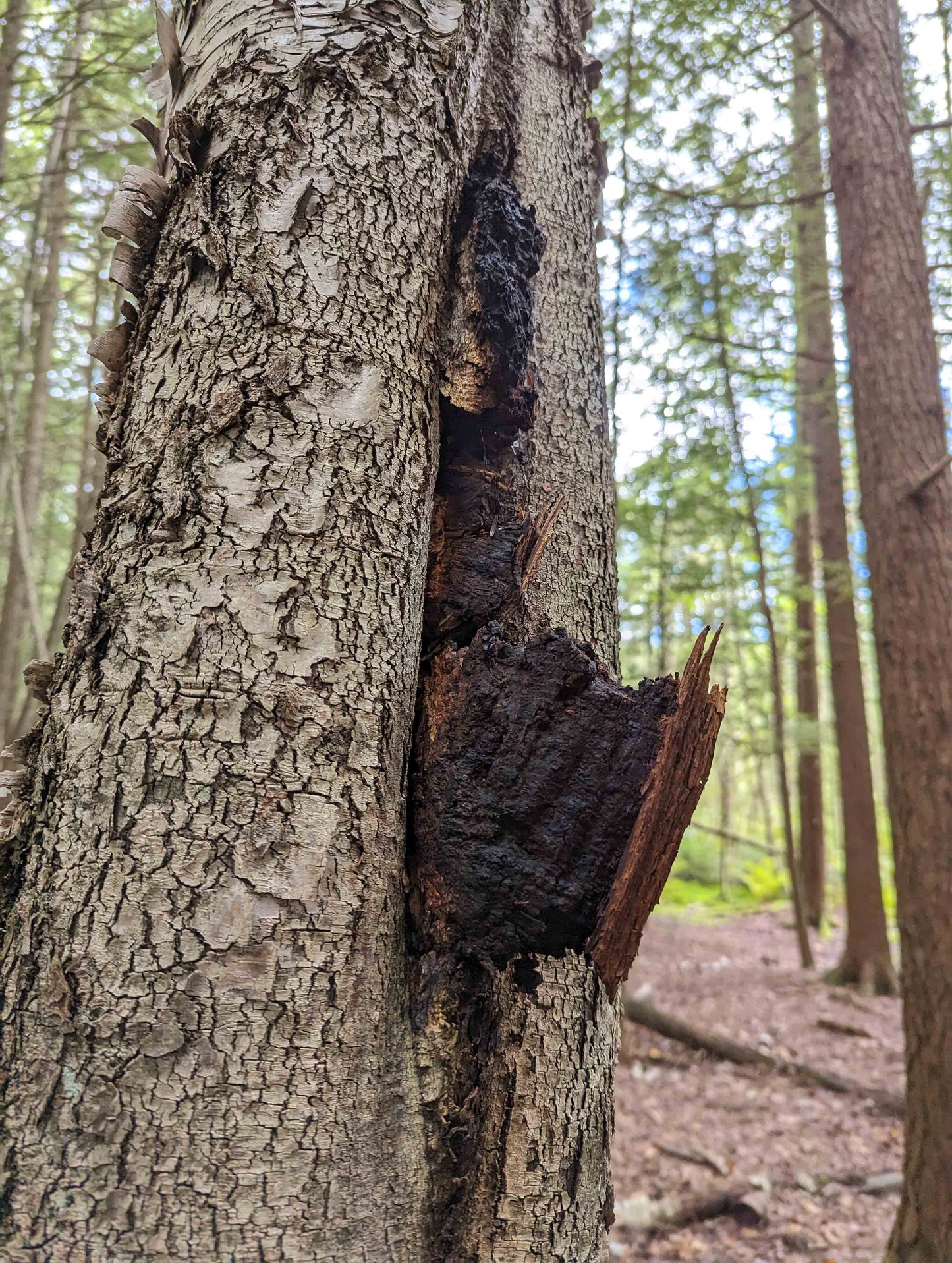 Organic Chaga Powder