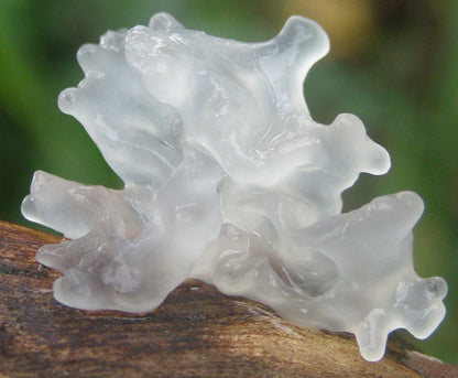 Organic Tremella Mushroom Powder